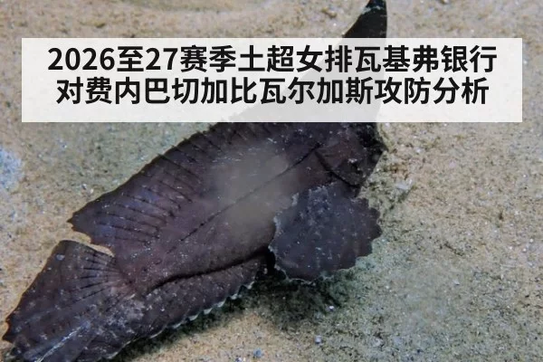 2026至27赛季土超女排瓦基弗银行对费内巴切加比瓦尔加斯攻防分析